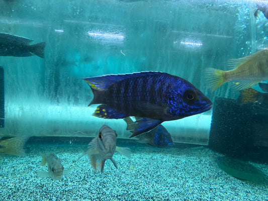 Ngara Flametail Peacock MALE - Aulonocara stuartgranti - Live Fish