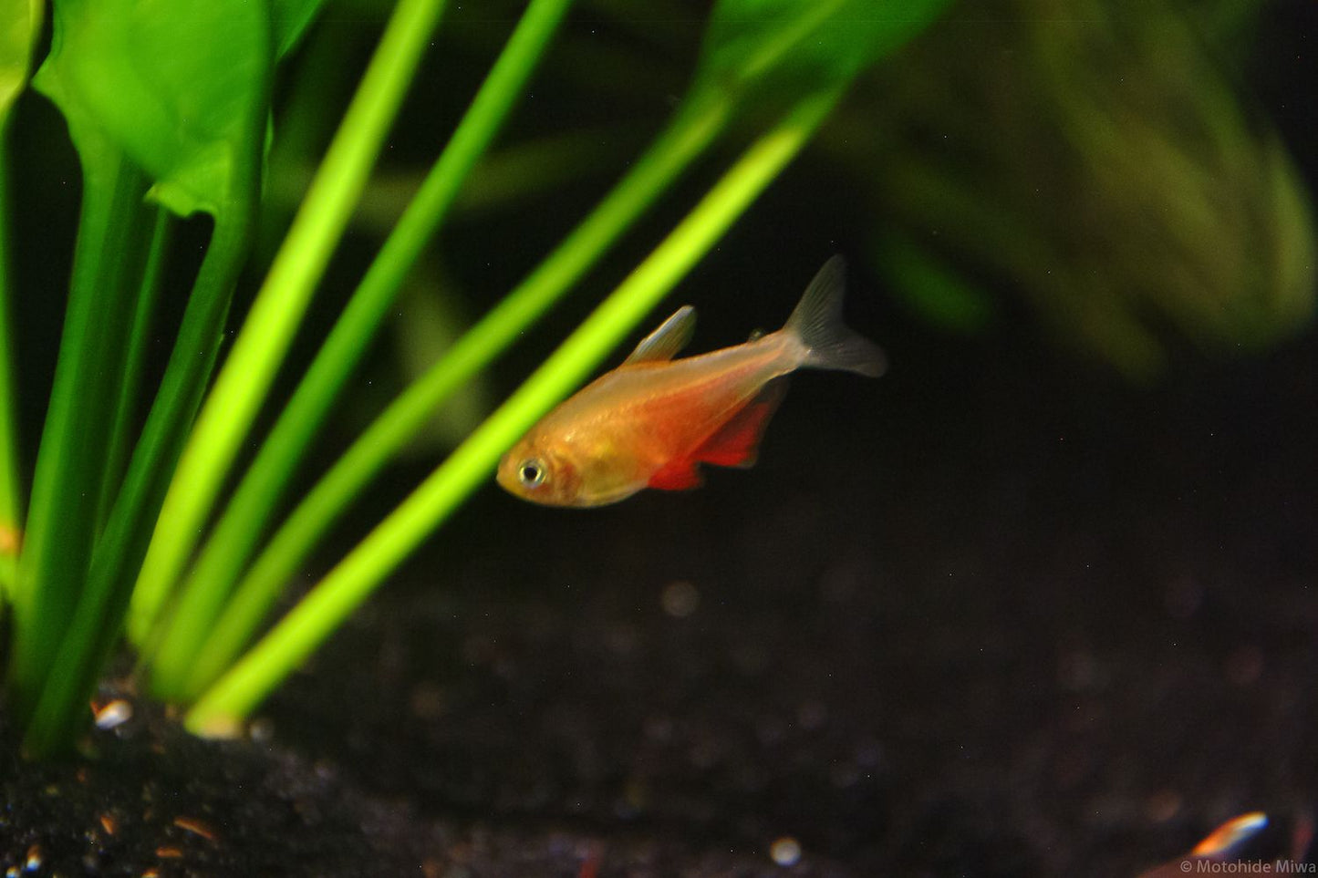 Orange Von Rio Tetra PACK OF 6