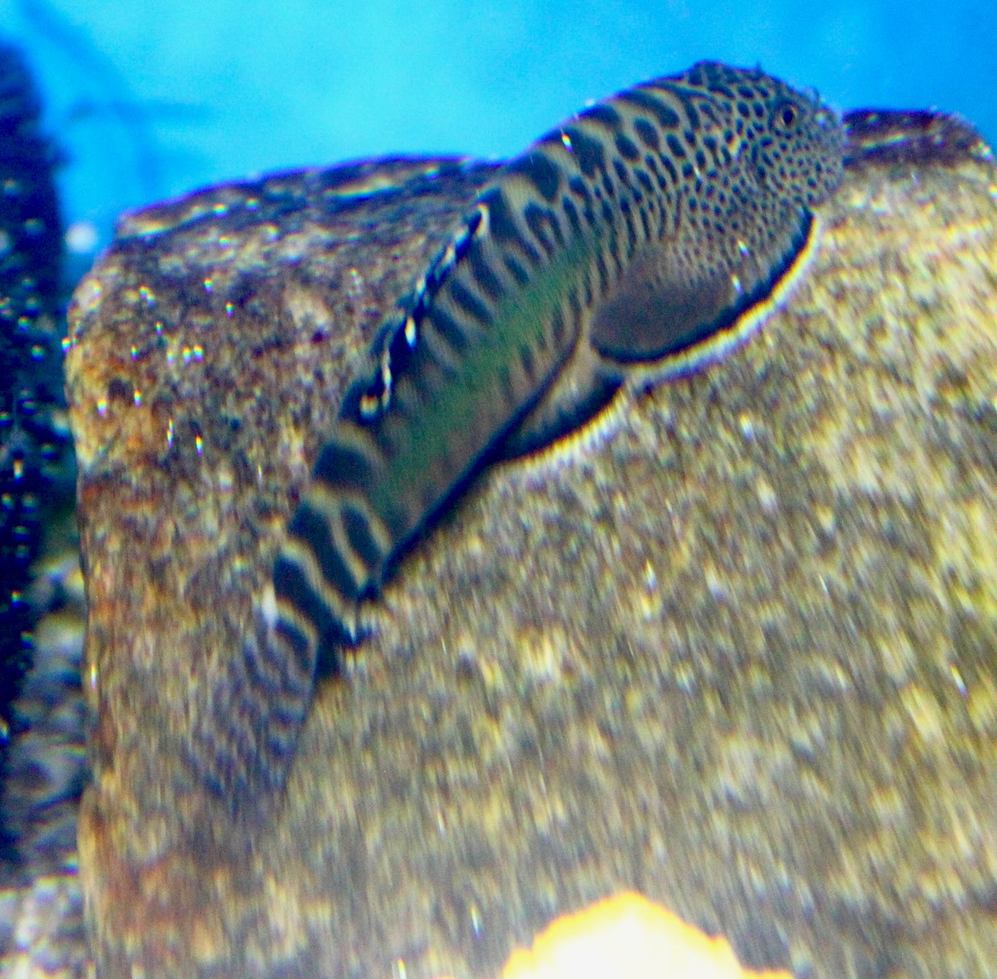 LOACH - BEUFORTIA GRANULOPINA - BAR TAIL ROUND LOACH