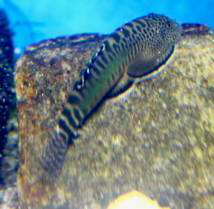 LOACH - BEUFORTIA GRANULOPINA - BAR TAIL ROUND LOACH
