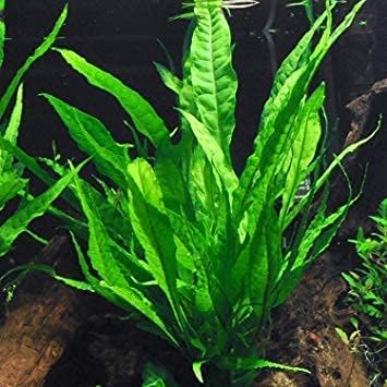 10 Species Live Aquarium Plants Bundle