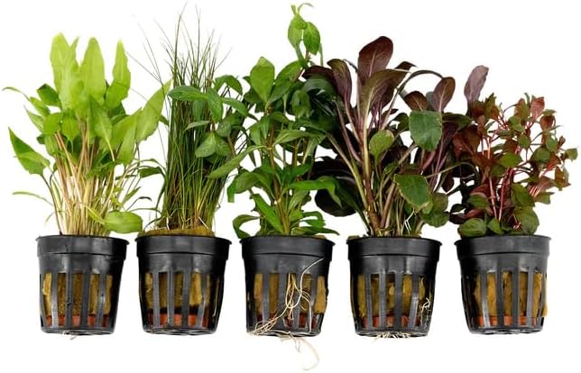 Live Freshwater Aquarium Plants - 5 Assorted Potted for Fish Tanks