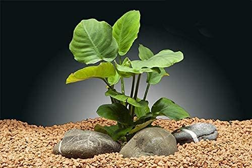 10 Species Live Aquarium Plants Bundle