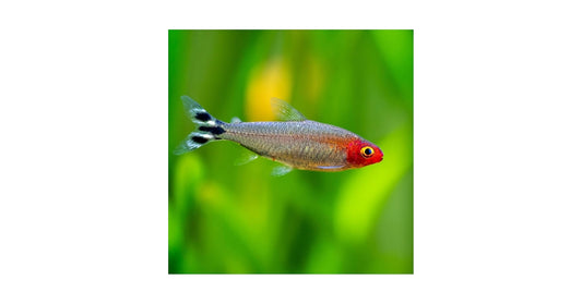 Rummynose Tetra (Petitella rhodostomus)