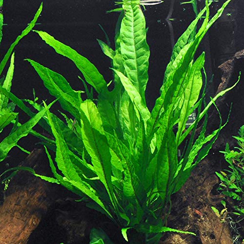 Java Fern Bare Root | Microsorum Pteropus – Low Light Freshwater Aquarium Plant