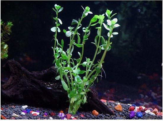 10 Species Live Aquarium Plants Bundle