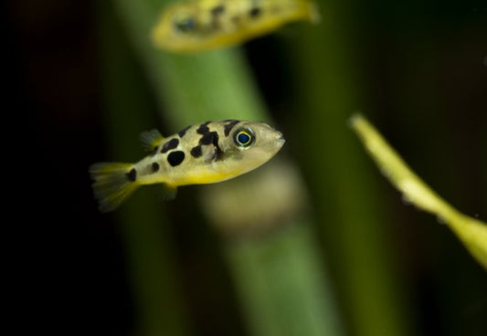 Dwarf Pea Puffer