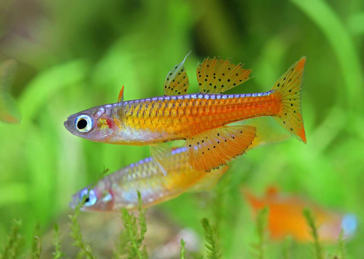 Red Neon Blue Eye Rainbowfish (Pseudomugil luminatus), Tank-Bred