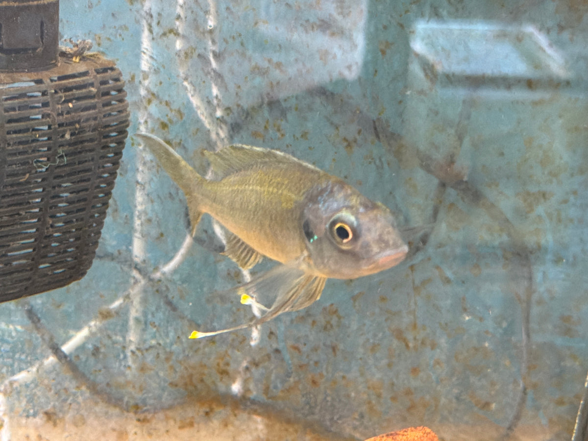 Ophthalmotilapia Ventralis Chaitika Black Head
