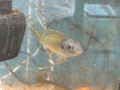 Ophthalmotilapia Ventralis Chaitika Black Head