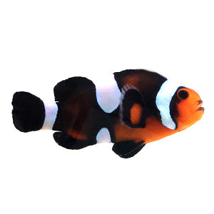 Chocolate Mocha clownfish (Amphiprion ocellaris)