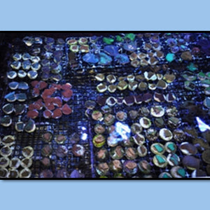 25 Pack Cultured Frags