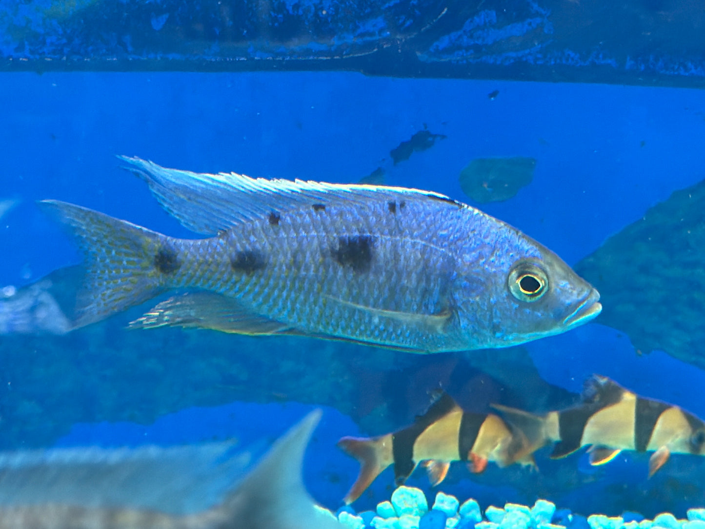 Azureus Hap