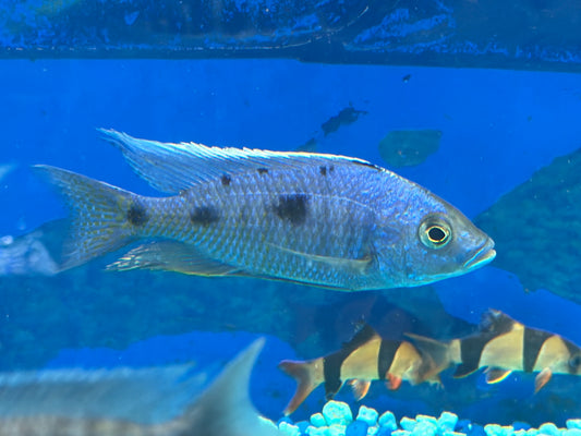 Azureus Hap