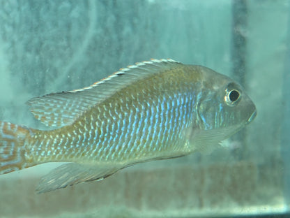 Tramitichromis intermedius