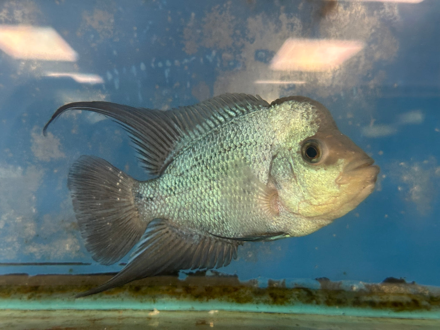 Blue Thai Silk Flowerhorn Cichlid (Cichlasoma sp)