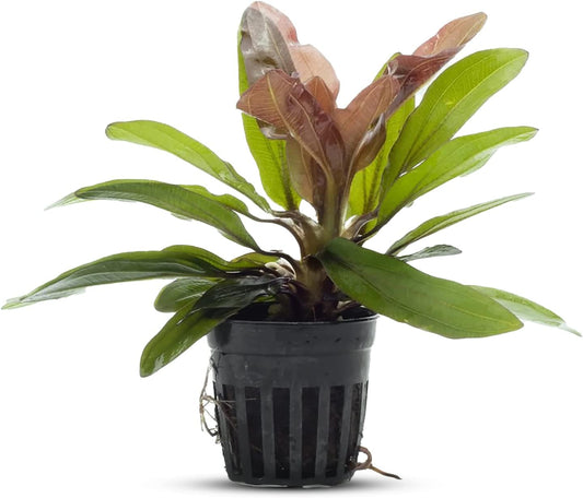 Vibrant Amazon Sword Echinodorus Red Rubin - Fast-Growing, Easy Care Aquatic Plant in 2 Inch Pot - Perfect for Mid-Ground Positioning!