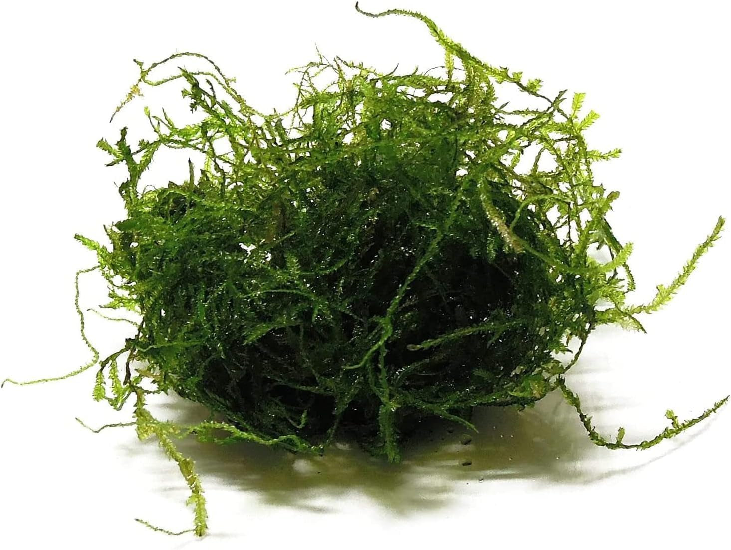 Java Moss Live Aquarium Plant 4 Oz Cup
