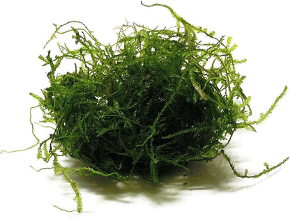 Java Moss Live Aquarium Plant 4 Oz Cup