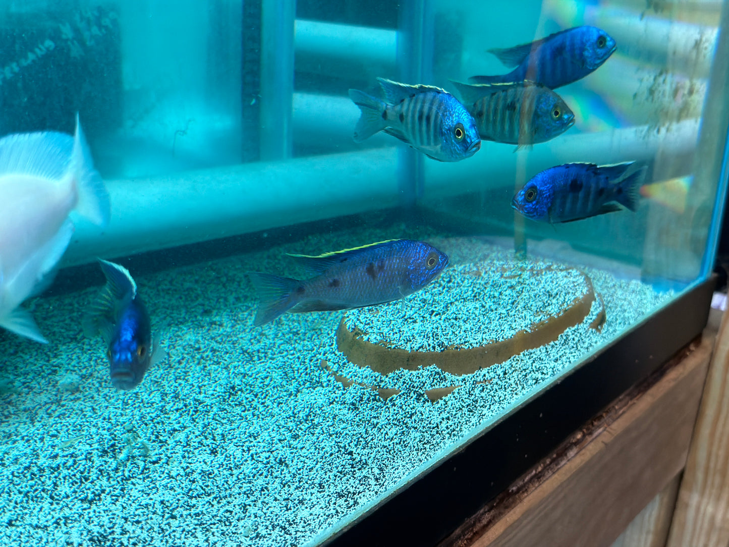 Azureus Hap