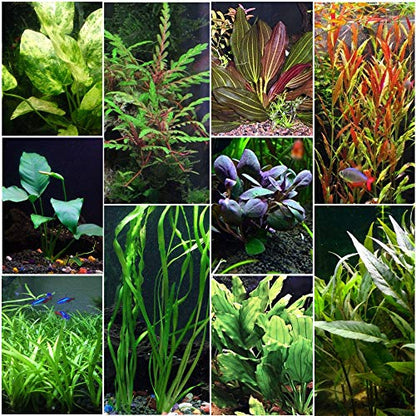 Florida 10 Species Live Aquarium Plants Bundle