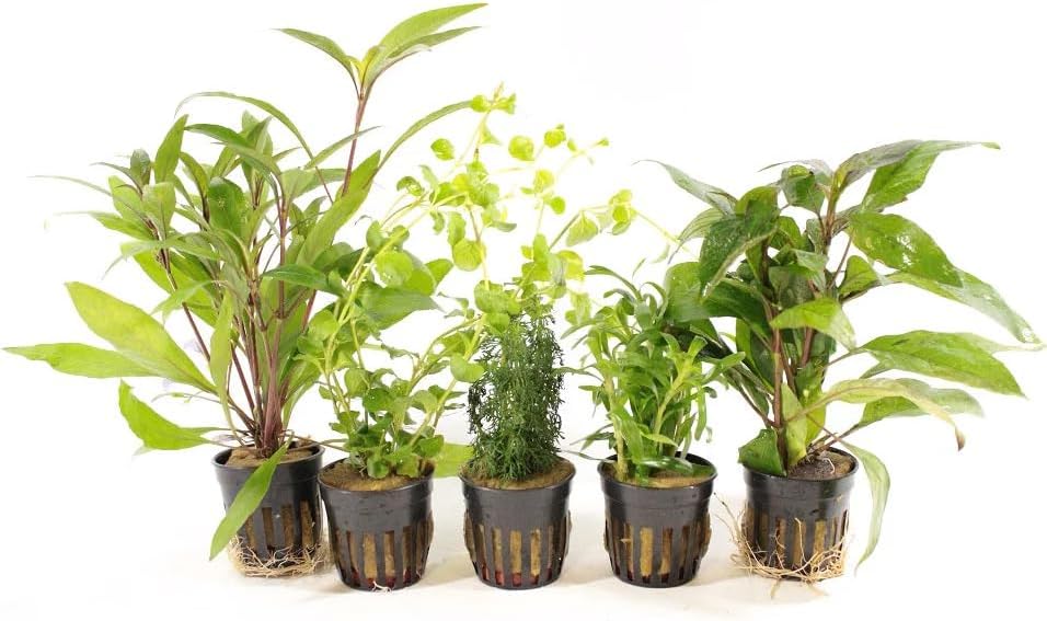Live Freshwater Aquarium Plants - 5 Assorted Potted for Fish Tanks