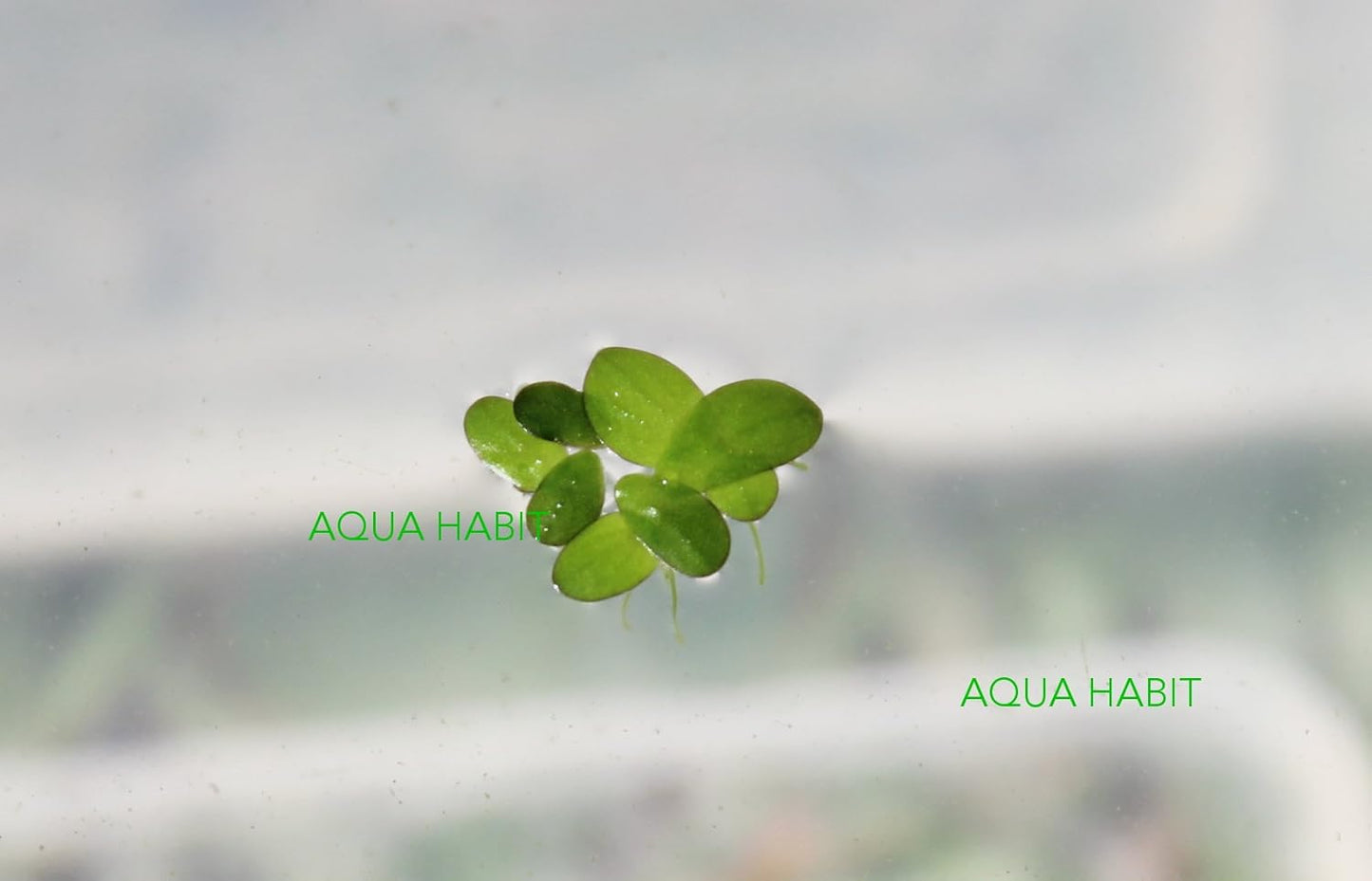 Duckweed (Lemna Minor) - 100/200/500 Live Plants 
