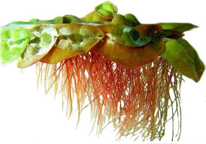 Live Aquarium Red Root Floater Plants - Highly Sought & Removes Nitrates - Easy to Maintain - Increases Beaty - Promote High Water Quality - 4 Ounce Portion