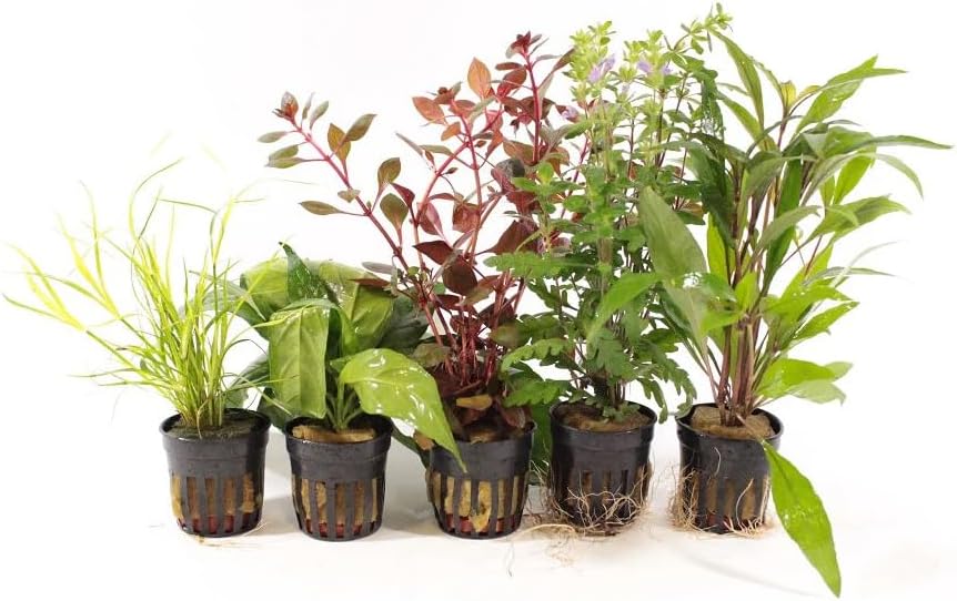 Live Freshwater Aquarium Plants - 5 Assorted Potted for Fish Tanks