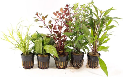 Live Freshwater Aquarium Plants - 5 Assorted Potted for Fish Tanks
