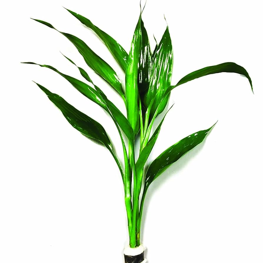 Green & White Sandriana