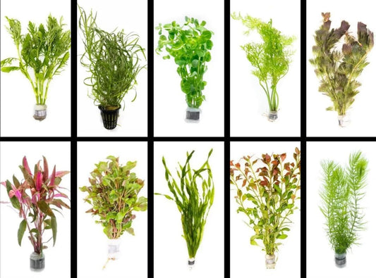 Transform Your Aquarium with Our 5 Assorted Live Freshwater Plants - Perfect for Beginners and Fish Tanks!