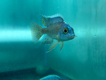 Turkis Peacock (Aulonocara sp. "Turkis")
