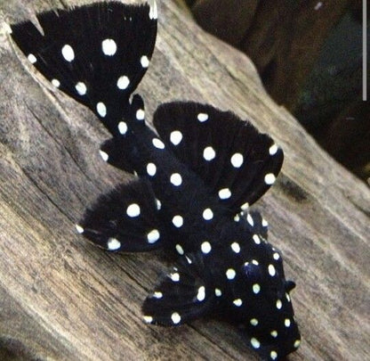 Galaxy Pleco