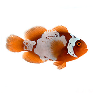 White Lightning Maroon clownfish (Premnas biaculeatus)