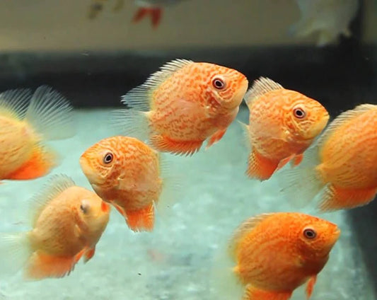 Red Spot Severum MEDIUM