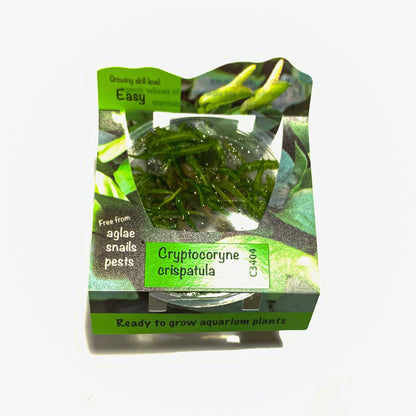 Cryptocoryne Balansae