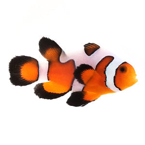 Davinci Roundtail Longfin Gladiator/Fancy White (Amphiprion ocellaris)