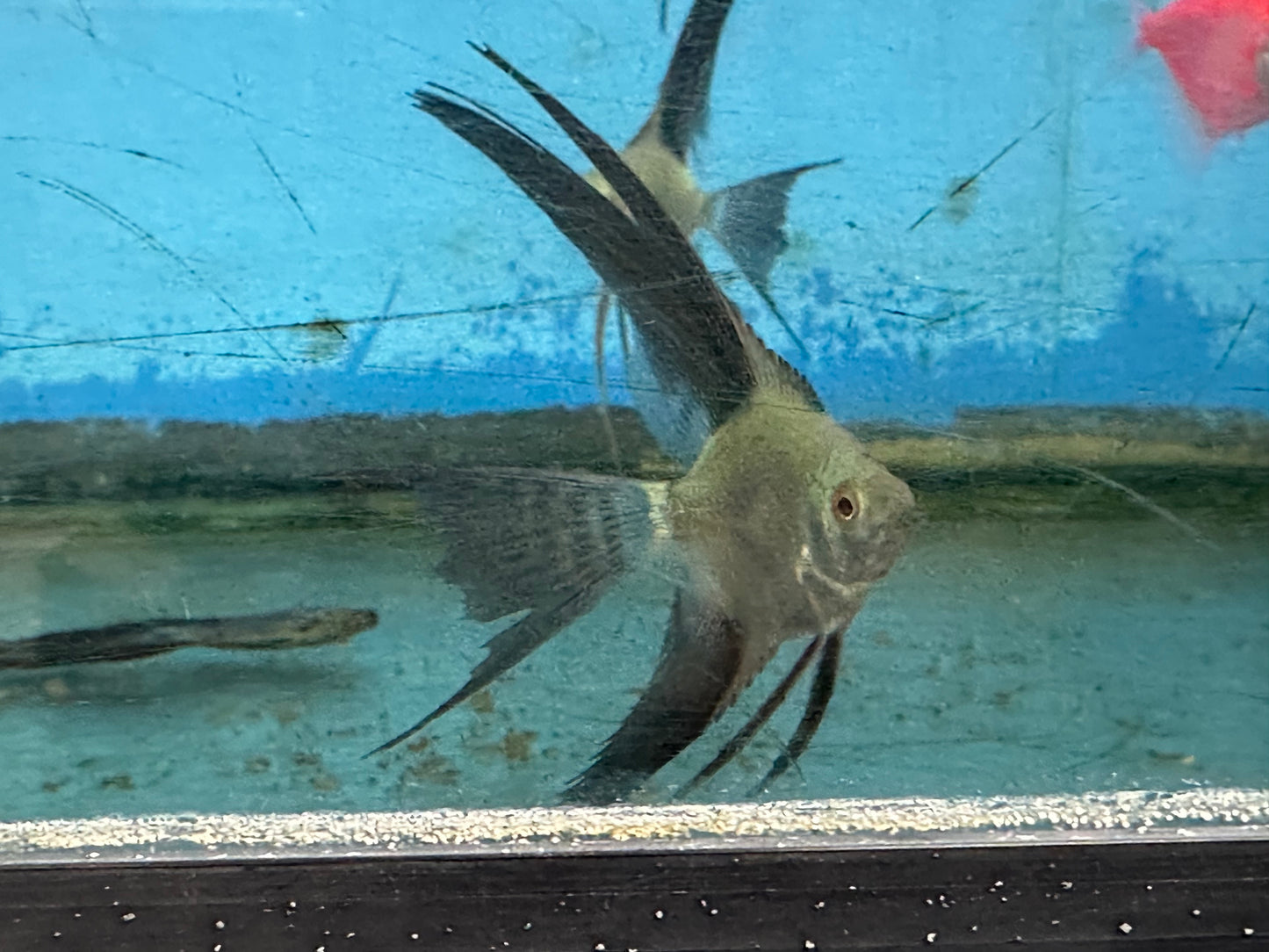 Bulgarian Green Angelfish (Pterophyllum Scalare Sp)