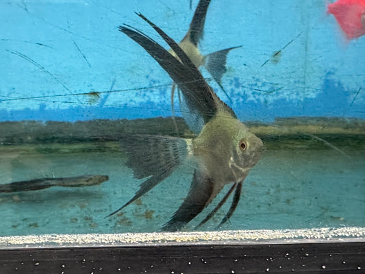 Bulgarian Green Angelfish (Pterophyllum Scalare Sp)