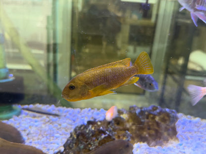 Iodotropheus sprengerae
Rusty Cichlid