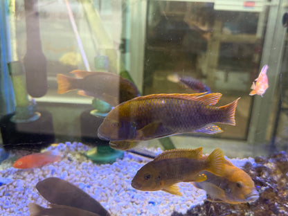 Iodotropheus sprengerae
Rusty Cichlid