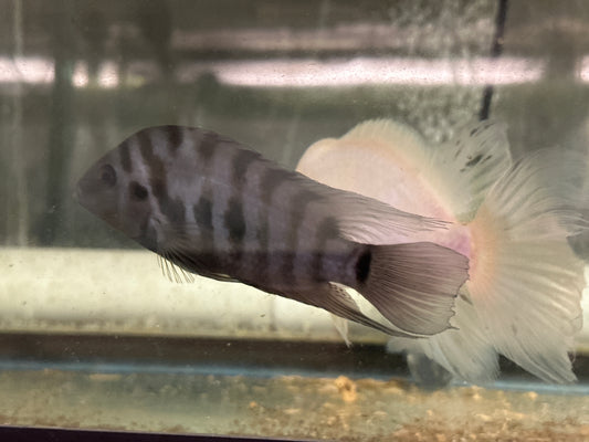 Convict cichlids