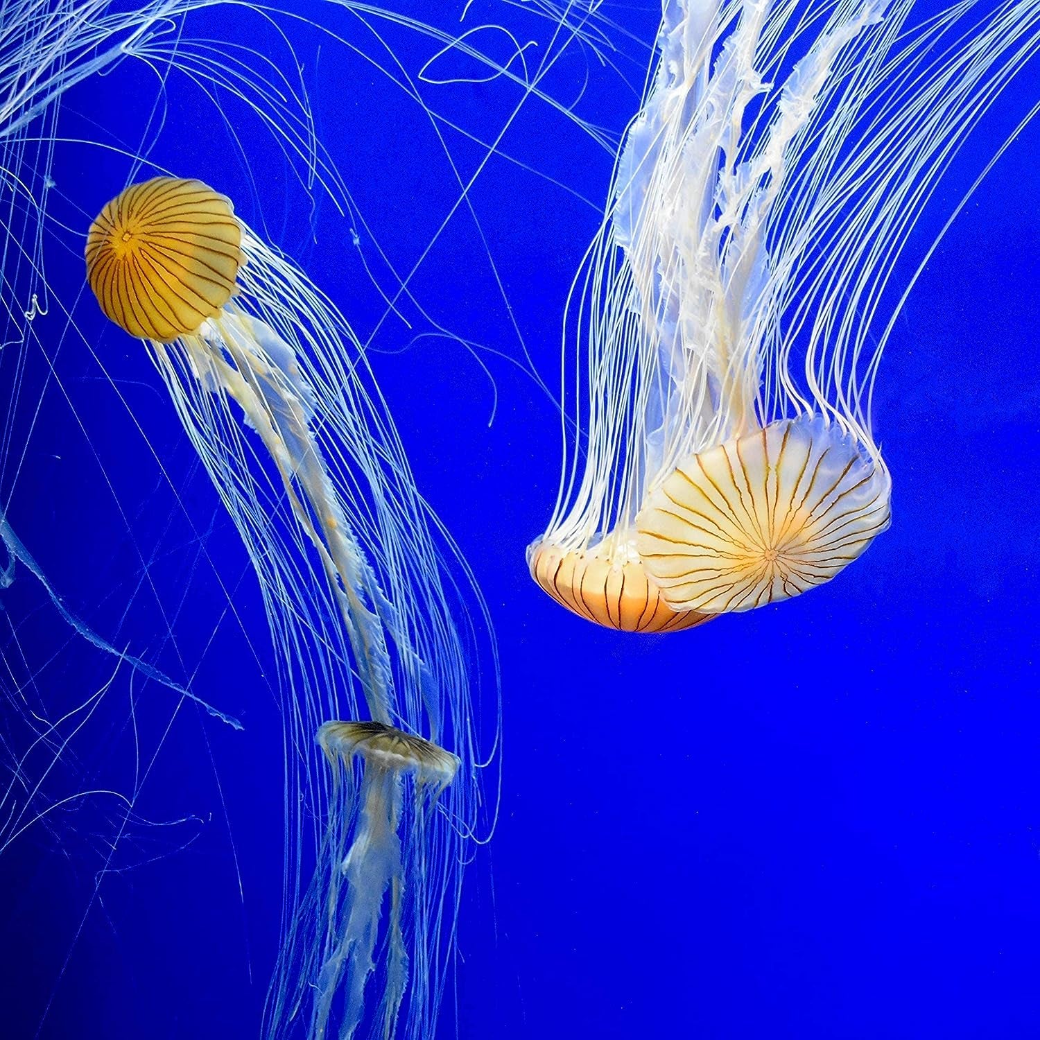 Prime Fresh and Saltwater Conditioner - Chemical Remover and Detoxifier 250ML