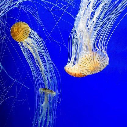 Prime Fresh and Saltwater Conditioner - Chemical Remover and Detoxifier 250ML