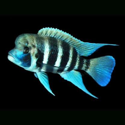 Cyphotilapia frontosa  Kigoma 7 Stripe Frontosa