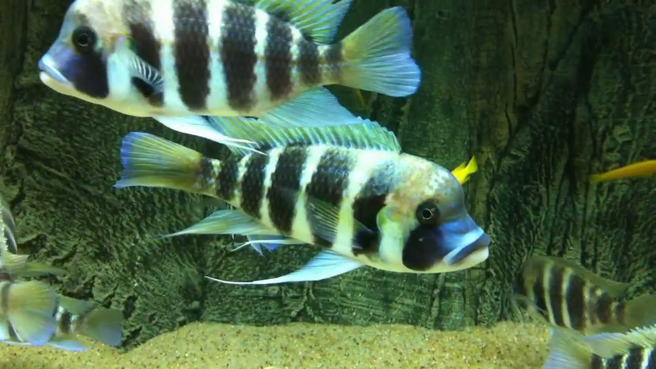Cyphotilapia frontosa  Kigoma 7 Stripe Frontosa