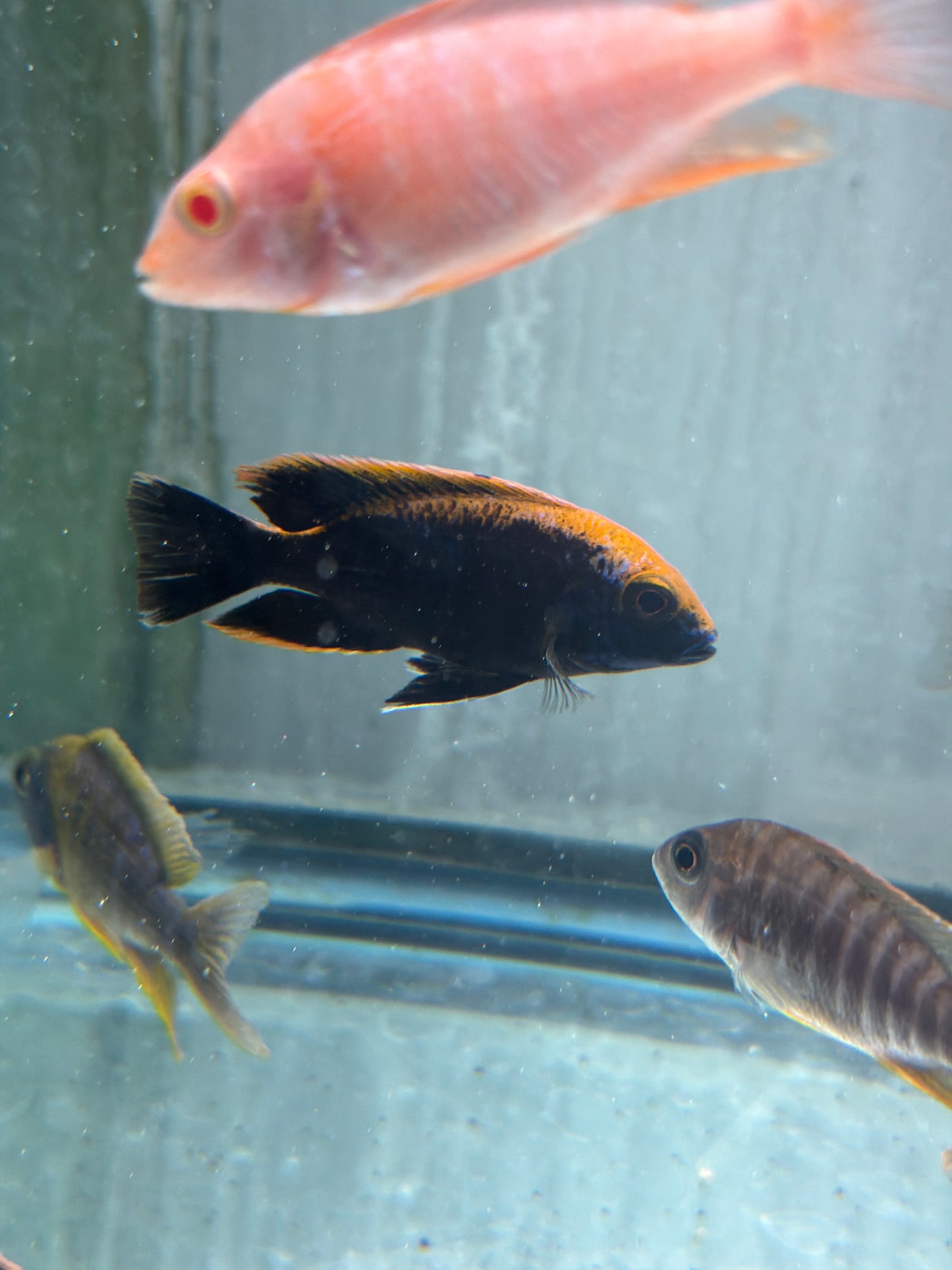 Sulfurhead Peacock Aulonocara maylandi