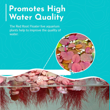 Live Aquarium Red Root Floater Plants - Highly Sought & Removes Nitrates - Easy to Maintain - Increases Beaty - Promote High Water Quality - 4 Ounce Portion