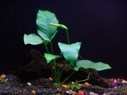 10 Species Live Aquarium Plants Bundle